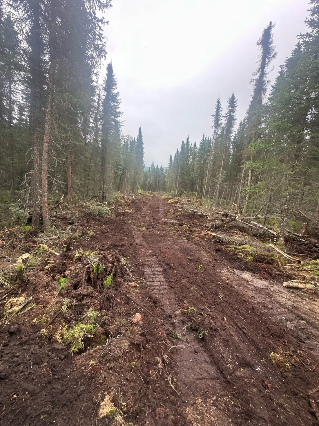 Cleared access route through a wooded area with cut brush and stumps along the sides